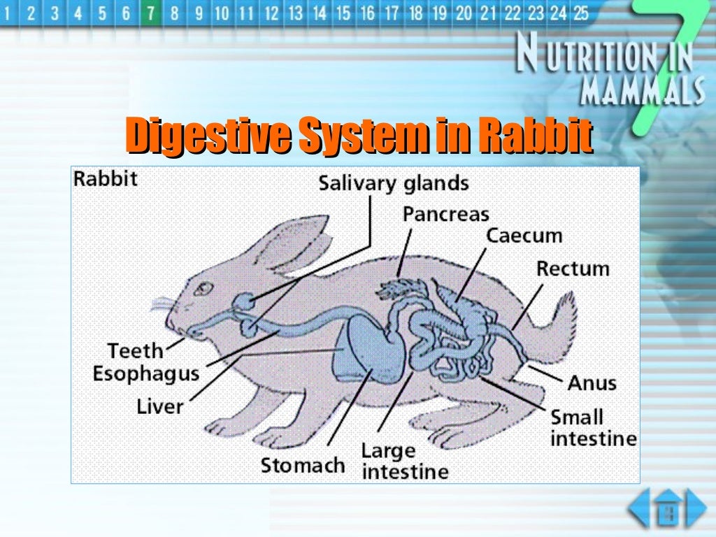 nutrition in animals