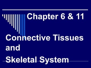 Chap 6 & 11  connective & skeletal