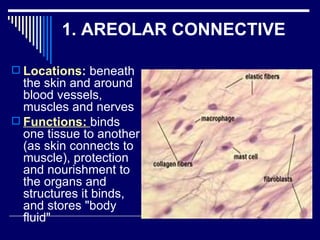 Chap 6 & 11  connective & skeletal