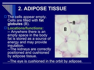Chap 6 & 11  connective & skeletal