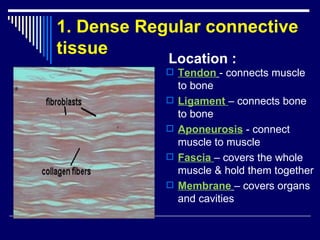 Chap 6 & 11  connective & skeletal