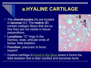 Chap 6 & 11  connective & skeletal