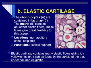 Chap 6 & 11  connective & skeletal