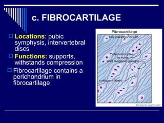 Chap 6 & 11  connective & skeletal