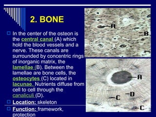Chap 6 & 11  connective & skeletal