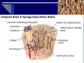 Chap 6 & 11  connective & skeletal
