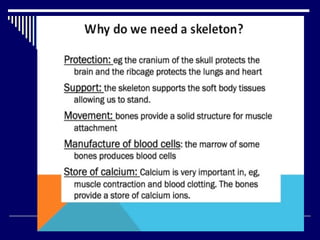 Chap 6 & 11  connective & skeletal
