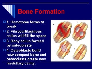Chap 6 & 11  connective & skeletal