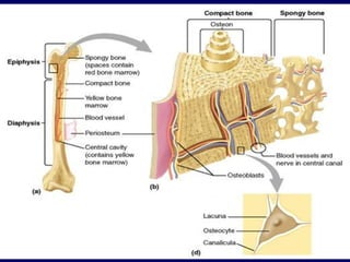 Chap 6 & 11  connective & skeletal