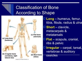 Chap 6 & 11  connective & skeletal