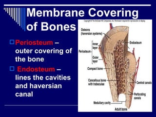Chap 6 & 11  connective & skeletal