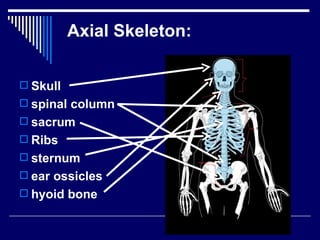 Chap 6 & 11  connective & skeletal