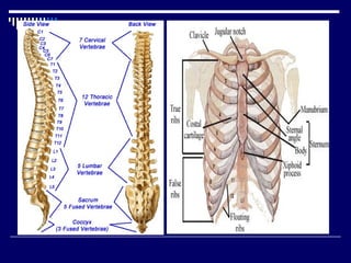 Chap 6 & 11  connective & skeletal