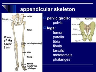 Chap 6 & 11  connective & skeletal