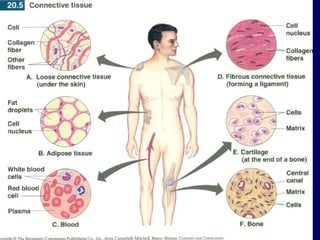 Chap 6 & 11  connective & skeletal