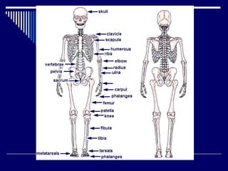 Chap 6 & 11  connective & skeletal