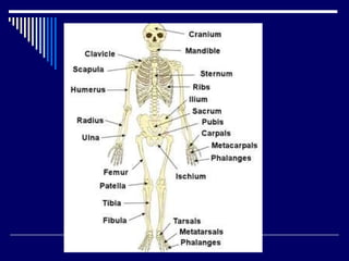 Chap 6 & 11  connective & skeletal