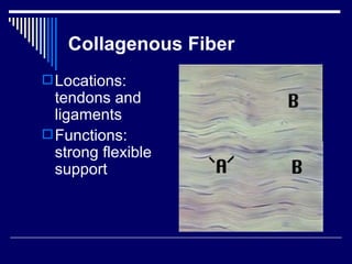Chap 6 & 11  connective & skeletal