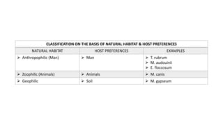 CLASSIFICATION ON THE BASIS OF NATURAL HABITAT & HOST PREFERENCES
NATURAL HABITAT HOST PREFERENCES EXAMPLES
 Anthropophilic (Man)  Man  T. rubrum
 M. audouinii
 E. floccosum
 Zoophilic (Animals)  Animals  M. canis
 Geophilic  Soil  M. gypseum
 