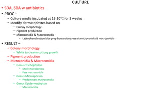 CULTURE
• SDA, SDA w antibiotics
• PROC –
• Culture media incubated at 25-30℃ for 3 weeks
• Identify dermatophytes based on
• Colony morphology
• Pigment production
• Microconidia & Macroconidia
• Lactophenol cotton blue prep from colony reveals microconidia & macroconidia
• RESULT –
• Colony morphology
• White to creamy cottony growth
• Pigment production
• Microconidia & Macroconidia
• Genus Trichophyton
• More microconidia
• Few macroconidia
• Genus Microsporum
• Predominant macroconidia
• Genus Epidermophyton
• Macroconidia
 