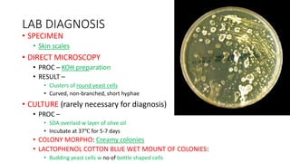 LAB DIAGNOSIS
• SPECIMEN
• Skin scales
• DIRECT MICROSCOPY
• PROC – KOH preparation
• RESULT –
• Clusters of round yeast cells
• Curved, non-branched, short hyphae
• CULTURE (rarely necessary for diagnosis)
• PROC –
• SDA overlaid w layer of olive oil
• Incubate at 37℃ for 5-7 days
• COLONY MORPHO: Creamy colonies
• LACTOPHENOL COTTON BLUE WET MOUNT OF COLONIES:
• Budding yeast cells w no of bottle shaped cells
 