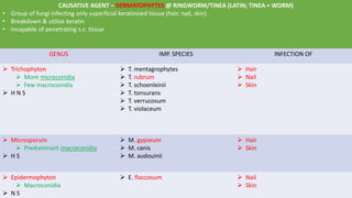 CAUSATIVE AGENT – DERMATOPHYTES @ RINGWORM/TINEA (LATIN; TINEA = WORM)
• Group of fungi infecting only superficial keratinized tissue (hair, nail, skin)
• Breakdown & utilize keratin
• Incapable of penetrating s.c. tissue
GENUS IMP. SPECIES INFECTION OF
 Trichophyton
 More microconidia
 Few macroconidia
 H N S
 T. mentagrophytes
 T. rubrum
 T. schoenleinii
 T. tonsurans
 T. verrucosum
 T. violaceum
 Hair
 Nail
 Skin
 Microsporum
 Predominant macroconidia
 H S
 M. gypseum
 M. canis
 M. audouinii
 Hair
 Skin
 Epidermophyton
 Macroconidia
 N S
 E. floccosum  Nail
 Skin
 