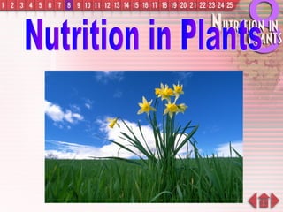 Nutrition in Plants 
