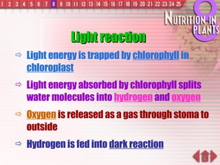 Light energy is trapped by  chlorophyll  in  chloroplast Light energy absorbed by chlorophyll splits water molecules into  hydrogen  and  oxygen Oxygen  is released as a gas through stoma to outside Hydrogen is fed into  dark reaction Light reaction 