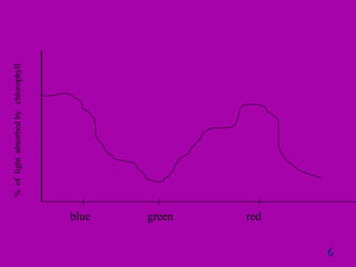 6 blue red %  of  light  absorbed by  chlorophyll   green 