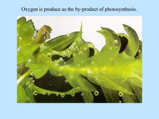 Oxygen is produce as the by-product of photosynthesis. 