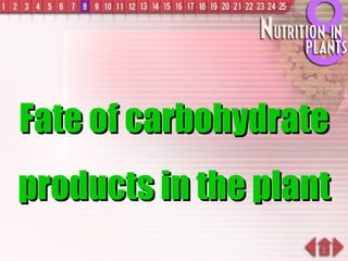 Fate of carbohydrate products in the plant 