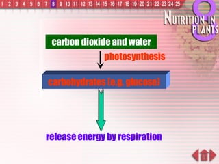 carbohydrates (e.g. glucose) carbon dioxide and water release energy by respiration photosynthesis 