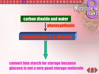 convert into starch for storage because glucose is not a very good storage molecule carbohydrates (e.g. glucose) carbon dioxide and water photosynthesis 