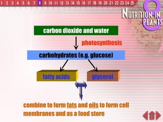 carbon dioxide and water photosynthesis carbohydrates (e.g. glucose) combine to form  fats  and  oils  to form cell membranes and as a food store fatty acids glycerol 