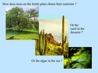 How does trees on the fertile plain obtain their nutrients ? Or the algae in the sea ? Or the cacti in the desserts ? 