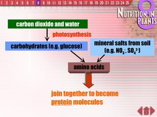 carbon dioxide and water photosynthesis carbohydrates (e.g. glucose) mineral salts from soil (e.g. NO 3 - , SO 4 2- ) amino acids join together to become  protein  molecules 