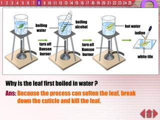 Why is the leaf first boiled in water ? Ans:  Because the process can soften the leaf, break down the cuticle and kill the leaf. boiling water turn off Bunsen burner boiling alcohol hot water iodine white tile turn off Bunsen burner 