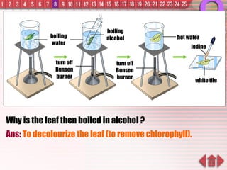 Why is the leaf then boiled in alcohol ? Ans:  To decolourize the leaf (to remove chlorophyll). boiling water turn off Bunsen burner boiling alcohol hot water iodine white tile turn off Bunsen burner 