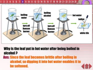 Why is the leaf put in hot water after being boiled in alcohol ? Ans:  Since the leaf becomes brittle after boiling in alcohol, so dipping it into hot water enables it to be softened. boiling water turn off Bunsen burner boiling alcohol hot water iodine white tile turn off Bunsen burner 