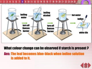 What colour change can be observed if starch is present ? Ans:  The leaf becomes blue-black when iodine solution is added to it. boiling water turn off Bunsen burner boiling alcohol hot water iodine white tile turn off Bunsen burner 