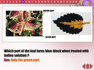 Which part of the leaf turns blue-black when treated with iodine solution ? Ans:  Only the green part. green part purple part 