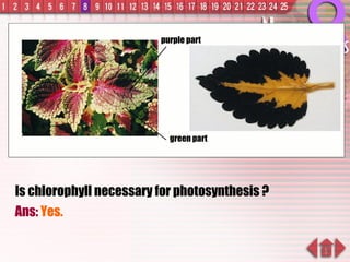 Is chlorophyll necessary for photosynthesis ? Ans:  Yes. green part purple part 