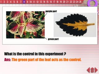 What is the control in this experiment ? Ans:  The green part of the leaf acts as the control. green part purple part 