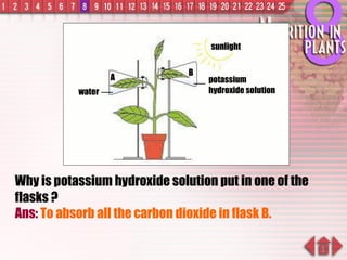 Why is potassium hydroxide solution put in one of the flasks ? Ans:  To absorb all the carbon dioxide in flask B. sunlight B A water potassium hydroxide solution 