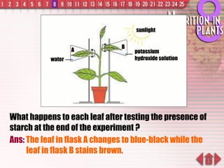 What happens to each leaf after testing the presence of starch at the end of the experiment ? Ans:  The leaf in flask A changes to blue-black while the leaf in flask B stains brown. sunlight B A water potassium hydroxide solution 