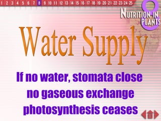 If no water, stomata close  no gaseous exchange photosynthesis ceases Water Supply 