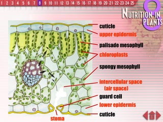 cuticle upper epidermis palisade mesophyll spongy mesophyll intercellular space   (air space) guard cell lower epidermis cuticle stoma chloroplasts 