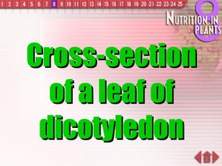 Cross-section of a leaf of dicotyledon 