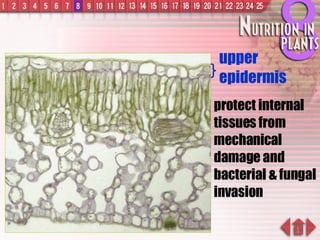 upper epidermis protect internal tissues from mechanical damage and bacterial & fungal invasion 