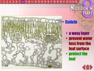 Cuticle a waxy layer prevent water loss from the leaf surface protect the leaf 